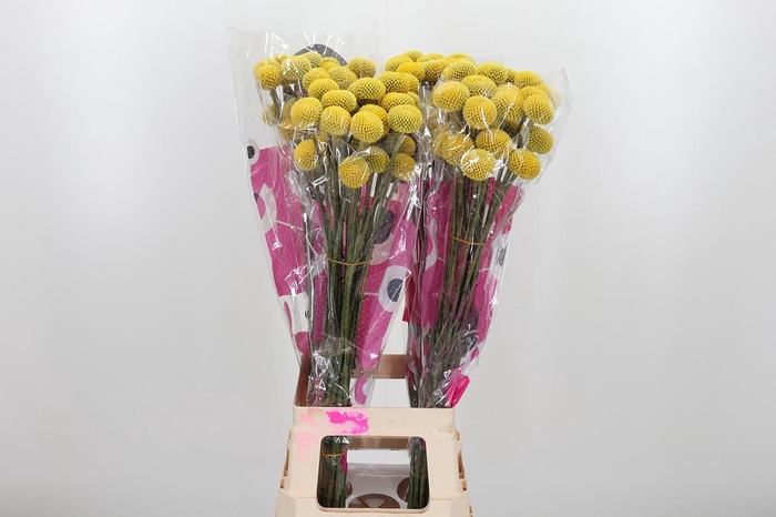 <h4>Craspedia Paint Pop</h4>