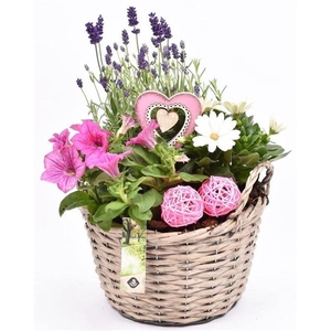 Wilg mand grijs met oor 23cm