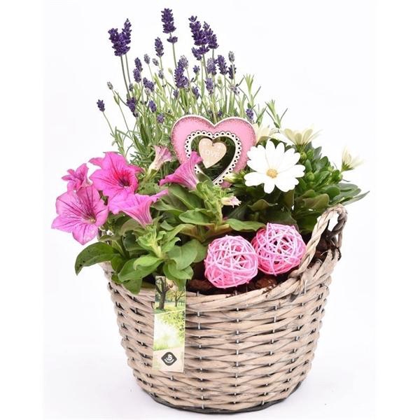 <h4>Wilg mand grijs met oor 23cm</h4>