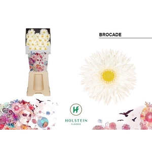 Ge Mi Brocade