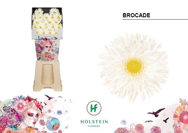 <h4>Germini Spider Brocade Diamond</h4>