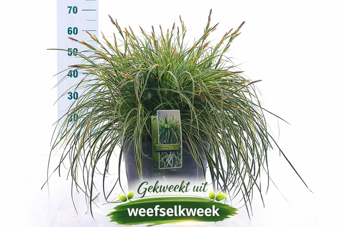 <h4>CARE OSHIMENSIS</h4>