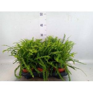 Nephrolepis cord. 'Duffii'