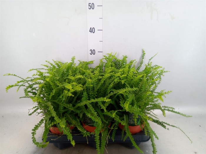 <h4>Nephrolepis cord. 'Duffii'</h4>