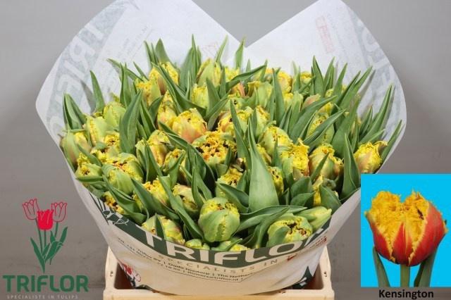 <h4>TU FR KENSINGTON</h4>