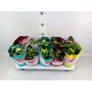 Kalanchoe blos. 'Perfecta'  ..mix 5