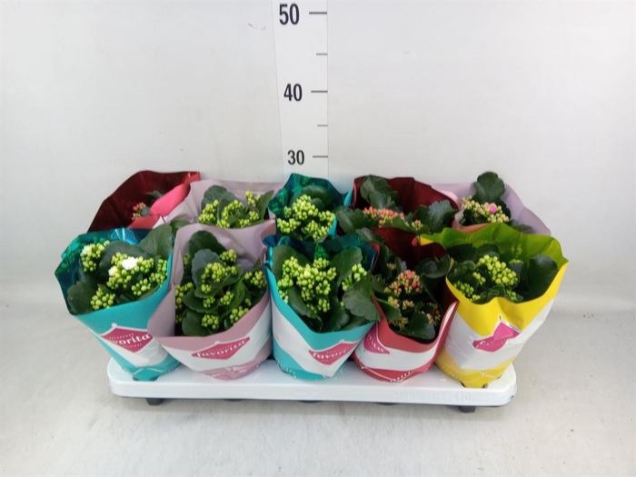 <h4>Kalanchoe blos. 'Perfecta'  ..mix 5</h4>