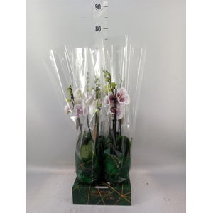 Phalaenopsis   ...