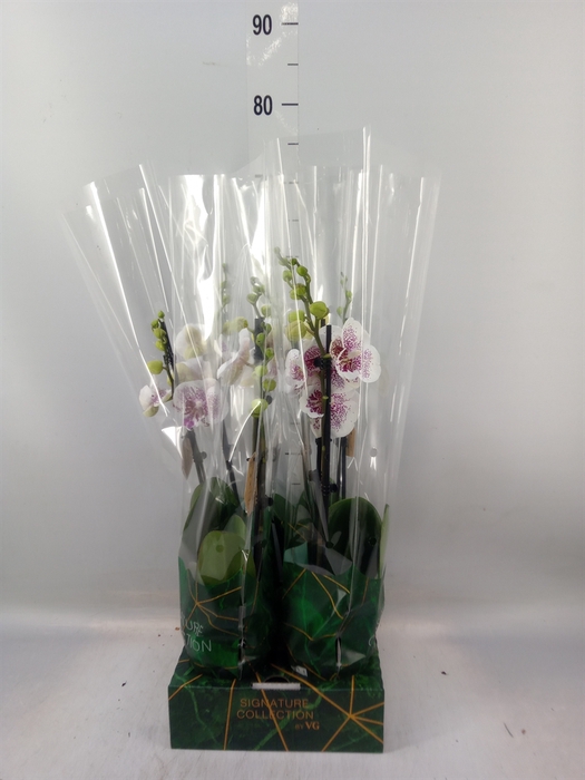<h4>Phalaenopsis   ...</h4>