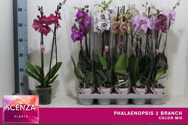 <h4>PHAL GEM 7 KL</h4>