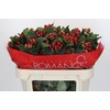 Hypericum True Romance Spray