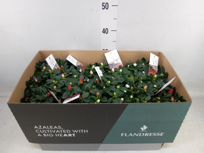 <h4>Rhododendron sim.   ...mix</h4>