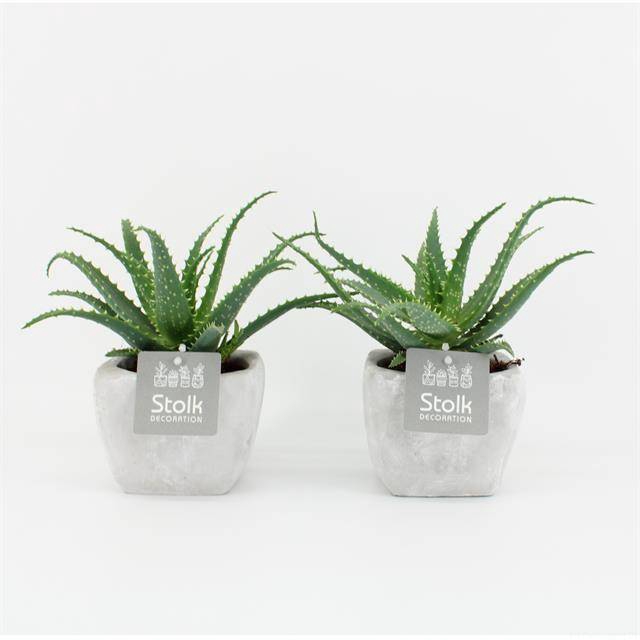 <h4>ARR ALOE ARBORESCENS IN SQUARE STONE</h4>