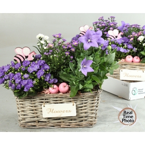 ARR TUINPLANTEN