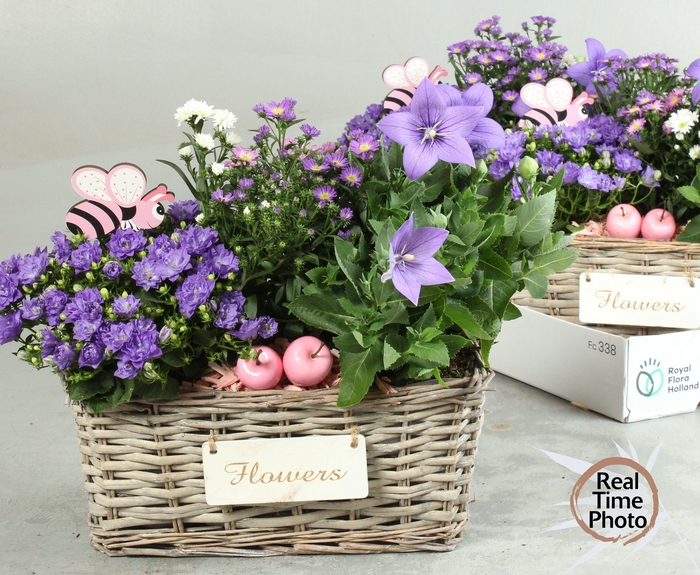 <h4>ARR TUINPLANTEN</h4>