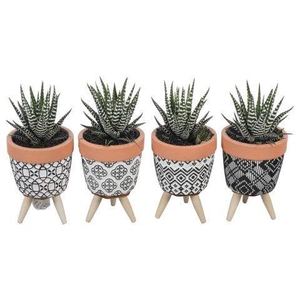 PTSU8475 Arrangement Succulenten in keramiek pot