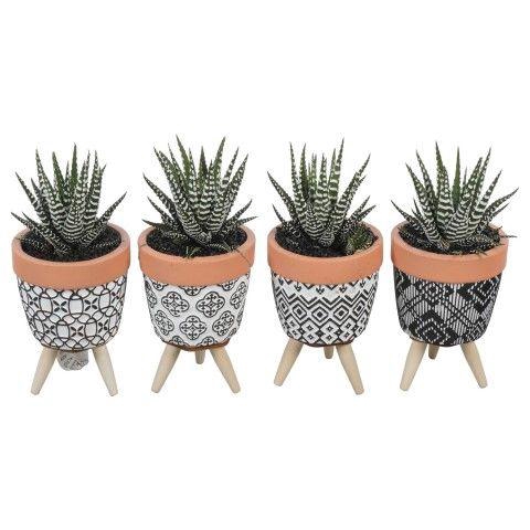 <h4>PTSU8475 Arrangement Succulenten in keramiek pot</h4>
