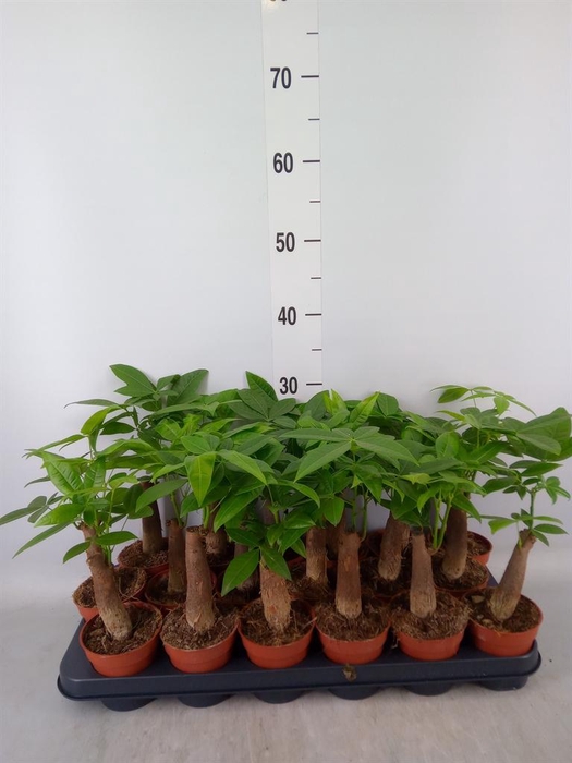 <h4>Pachira aquatica</h4>