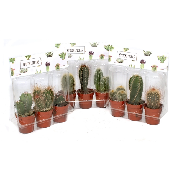 <h4>3er blister cactus pricky</h4>