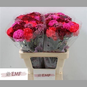 Di St Gem In Bos (red Fire)