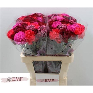 Di St Gem In Bos (red Fire)