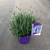 Lavandula angustifolia 'Hidcote'