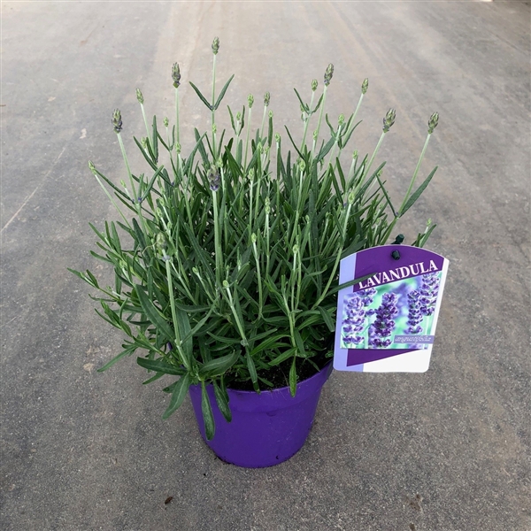 Lavandula angustifolia 'Hidcote'