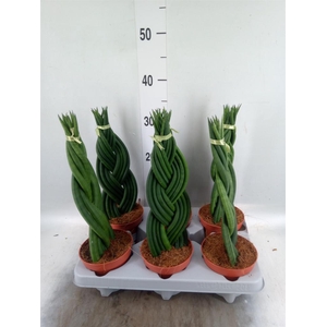 Sansevieria cyl.  ...