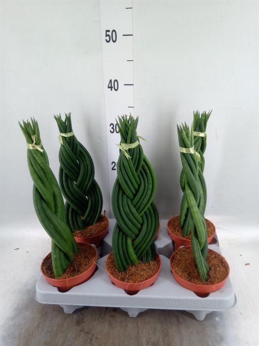 <h4>Sansevieria cyl.  ...</h4>
