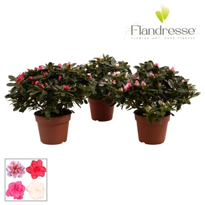 Azalea Flandresse® 'gemengd' 30 - 32 cm