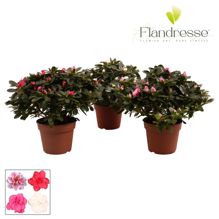 <h4>Azalea Flandresse® 'gemengd' 30 - 32 cm</h4>