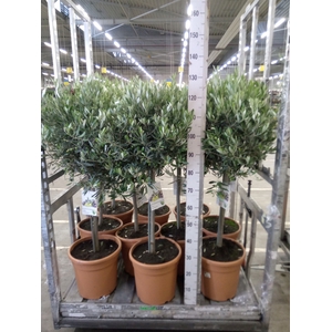 Olea europaea