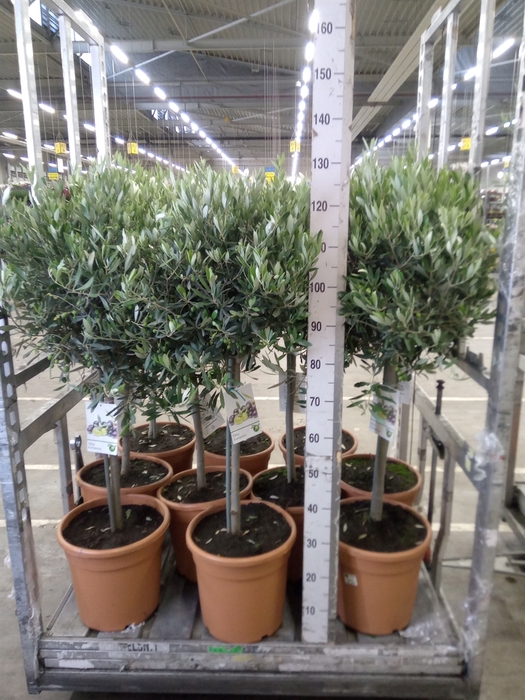 <h4>Olea europaea</h4>