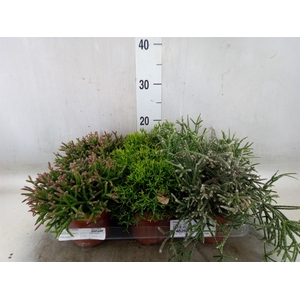 Rhipsalis   ...mix
