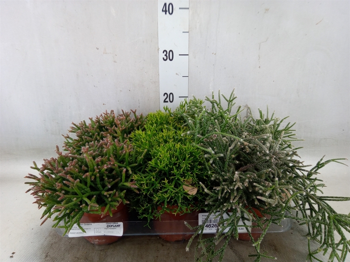 <h4>Rhipsalis   ...mix</h4>