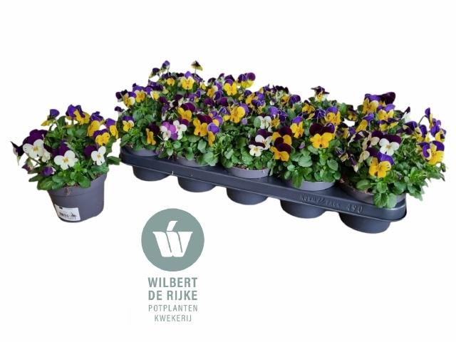 <h4>VIO CO EM MM NICE</h4>