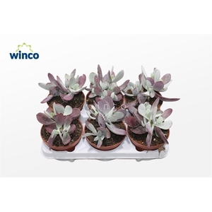 Cotyledon Ssp.(pink Leaf)