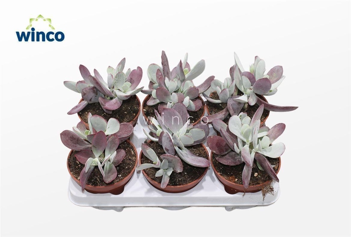 <h4>Cotyledon Ssp.(pink Leaf)</h4>