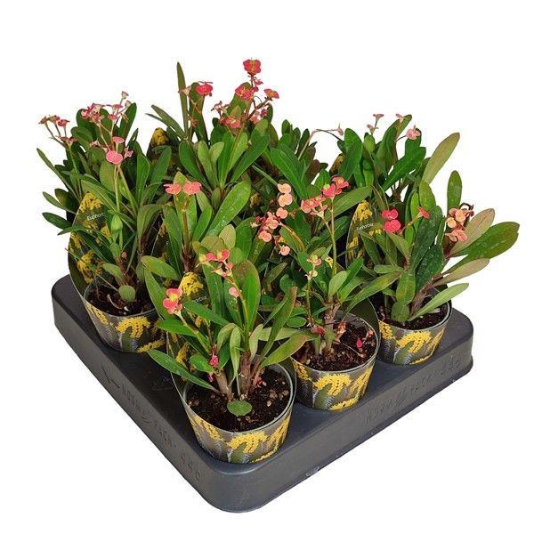 <h4>EUPHOR MI MIL ROSSO</h4>