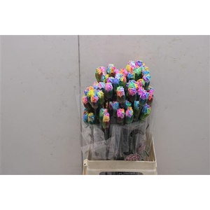 Di St Tinted Rainbow 1701