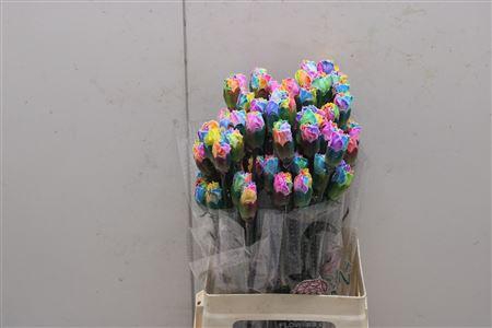 <h4>Di St Tinted Rainbow 1701</h4>