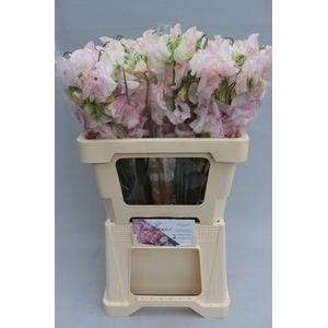 Lathyrus White Wedding