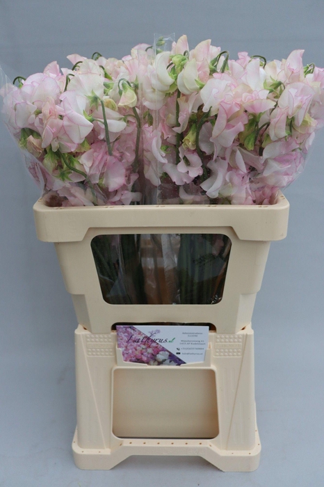 <h4>Lathyrus White Wedding</h4>