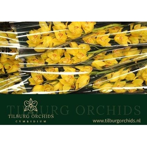 Cymb T Gold Treasure