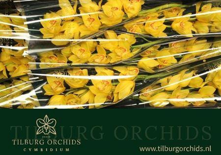 <h4>Cymb T Gold Treasure</h4>