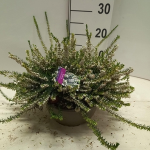 ERIC DA WHITE PERFEC