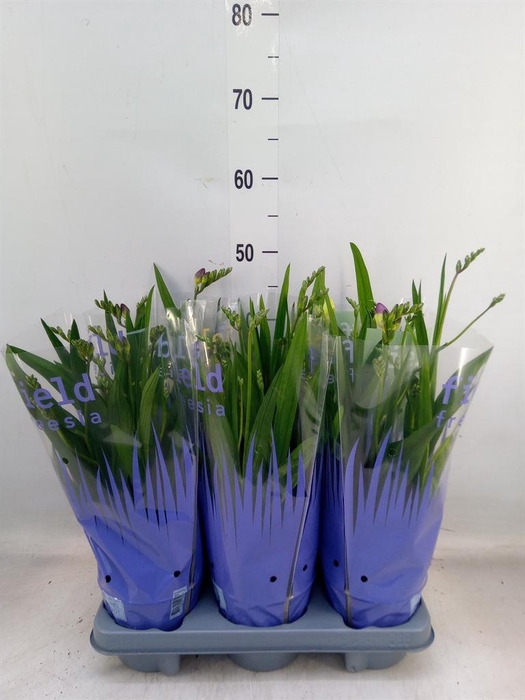 <h4>Freesia   ...</h4>