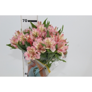 ALSTROEMERIA FANKE 070 CM