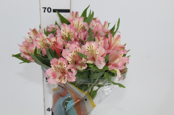 <h4>ALSTROEMERIA FANKE 070 CM</h4>