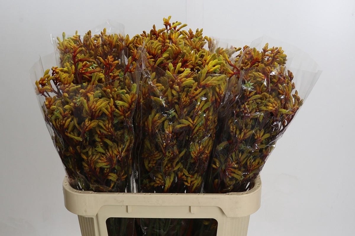 Anigozanthos Gold Fever